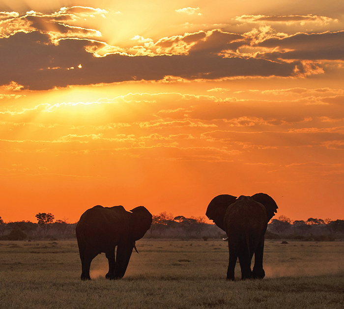Elephants